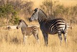 Zebra moeder en jong